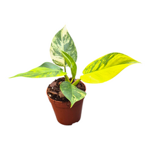 Philodendron White Princess Tricolor