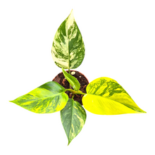 Philodendron White Princess Tricolor