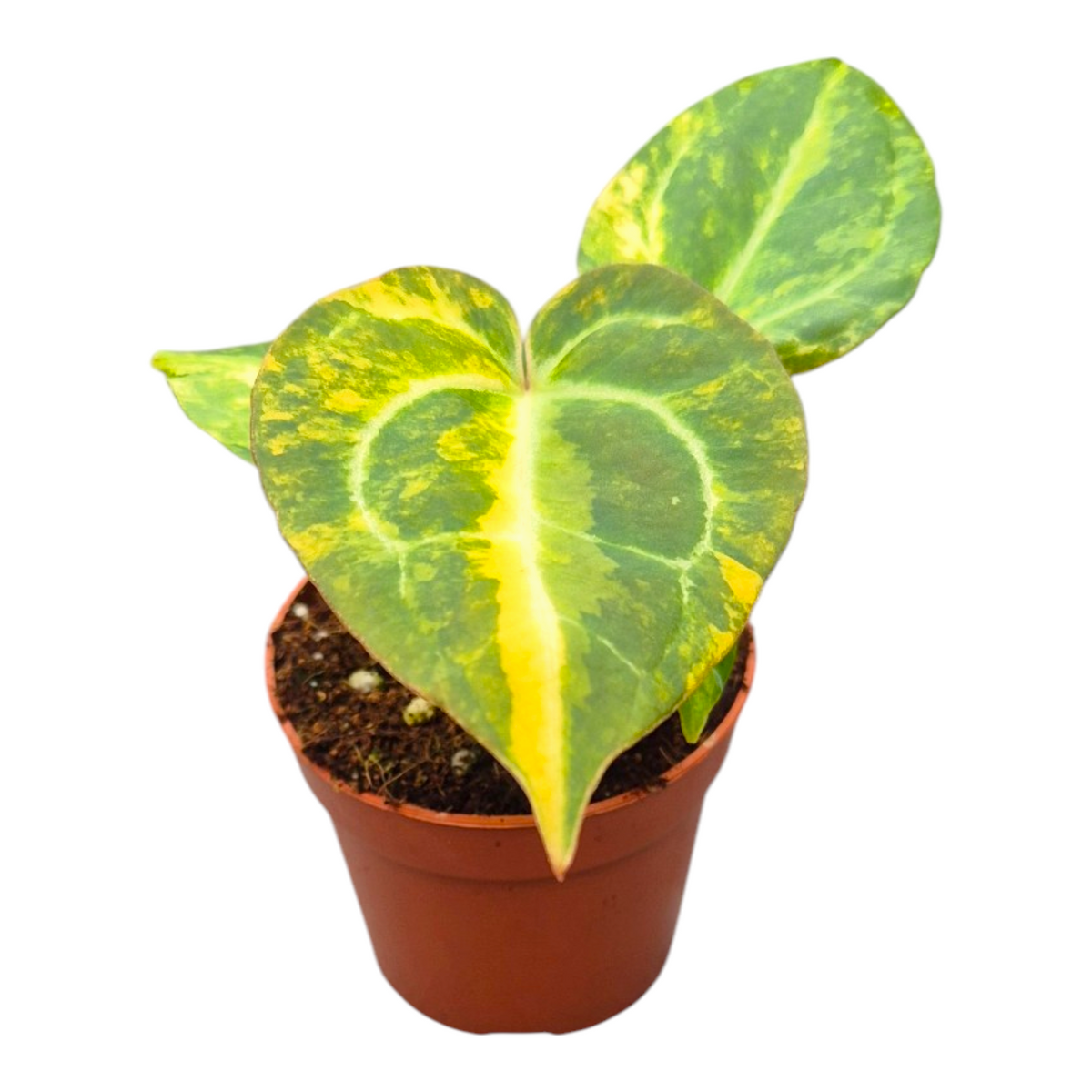 Selected Anthurium Green Velvet Variegata X Pink Dots