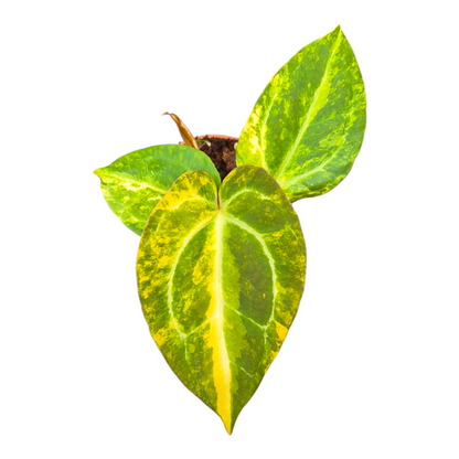 Selected Anthurium Green Velvet Variegata X Pink Dots
