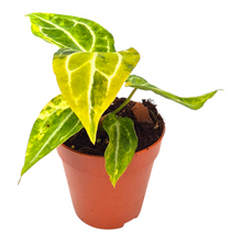 Selected Anthurium Forgetii X RVDP