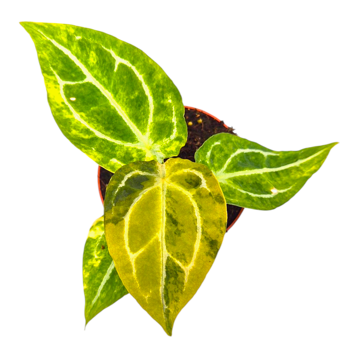Selected Anthurium Forgetii X RVDP