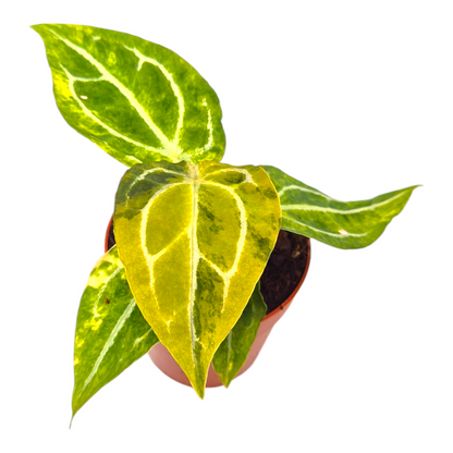 Selected Anthurium Forgetii X RVDP