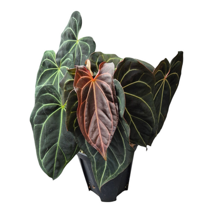 Live-Verkauf Pflanze 320 DocBlock Anthurium Black Widow® '13' X Red Velvet Cake® '24'