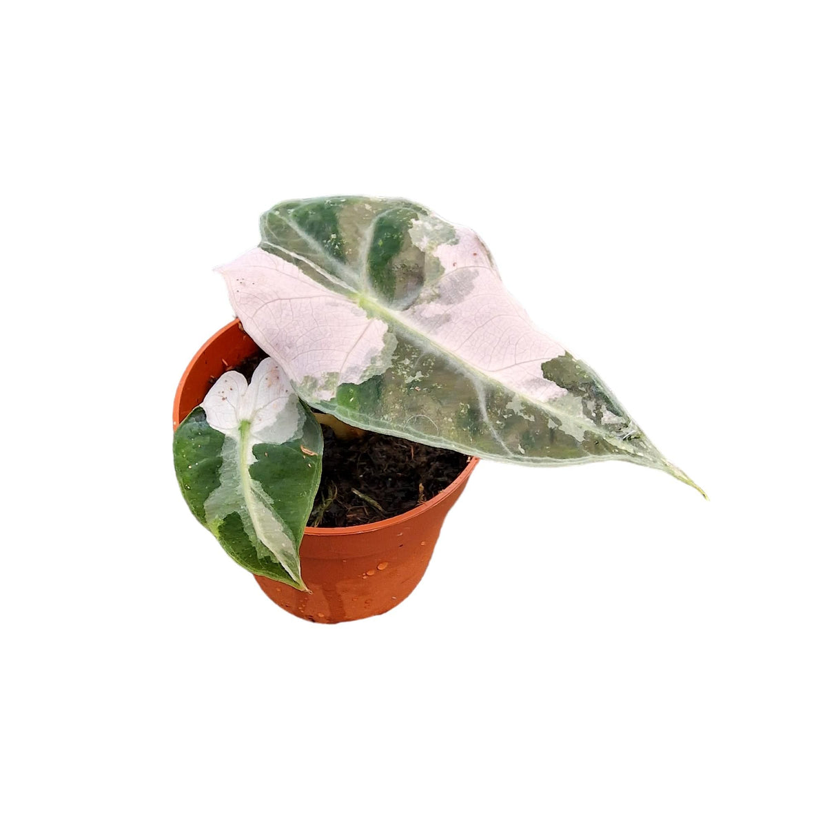 Alocasia Polly Variegata Pink
