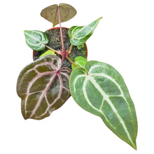 DocBlock Anthurium Minerva® '20' X Michelle® '10'
