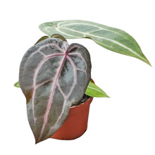 DocBlock Anthurium Minerva® '20' X Michelle® '10'
