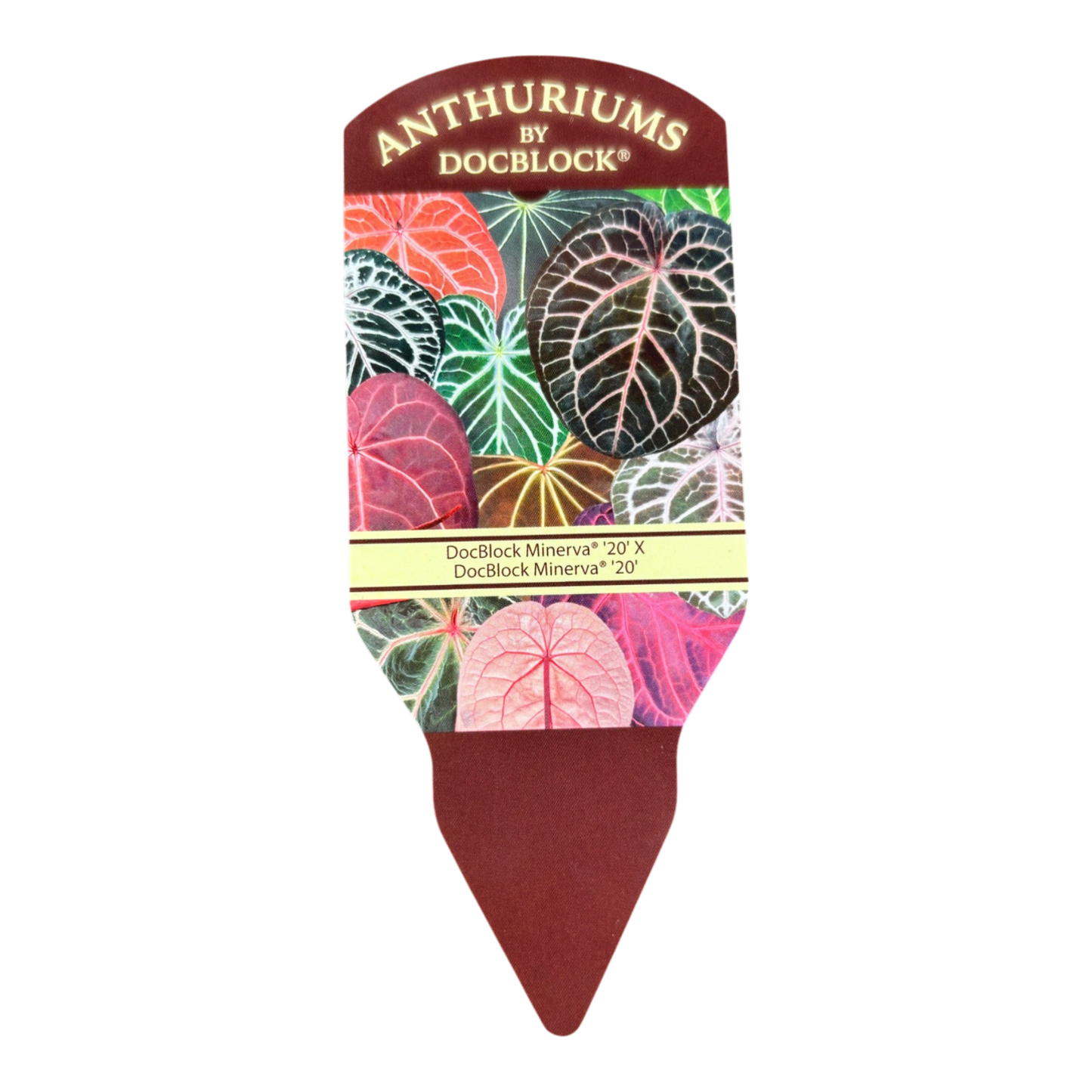 DocBlock Anthurium Minerva® '20' × Minerva® '20'