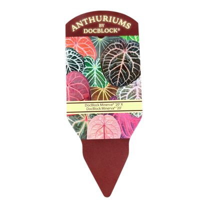 DocBlock Anthurium Minerva® '20' × Minerva® '20'