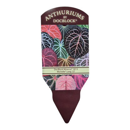 DocBlock Anthurium Minerva® '20' X Michelle Long® '22'