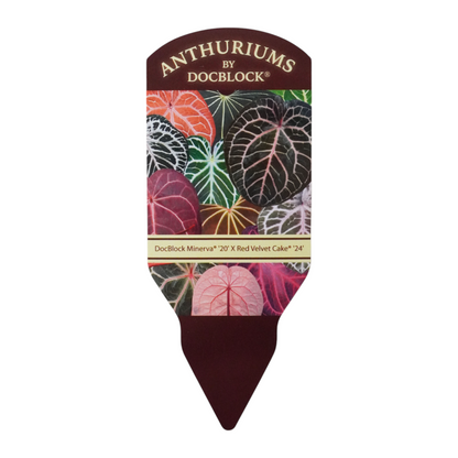 DocBlock Anthurium Minerva® '20' X Red Velvet Cake® '24'