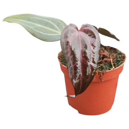 DocBlock Anthurium Minerva® '20' X Red Velvet Cake® '24'