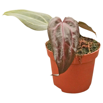 DocBlock Anthurium Minerva® '20' X Red Velvet Cake® '24'