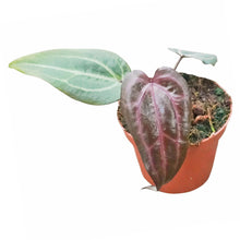 DocBlock Anthurium Minerva® '20' X Red Velvet Cake® '24'
