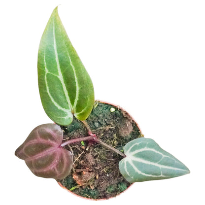 DocBlock Anthurium Minerva® '20' X Red Velvet Cake® '24'