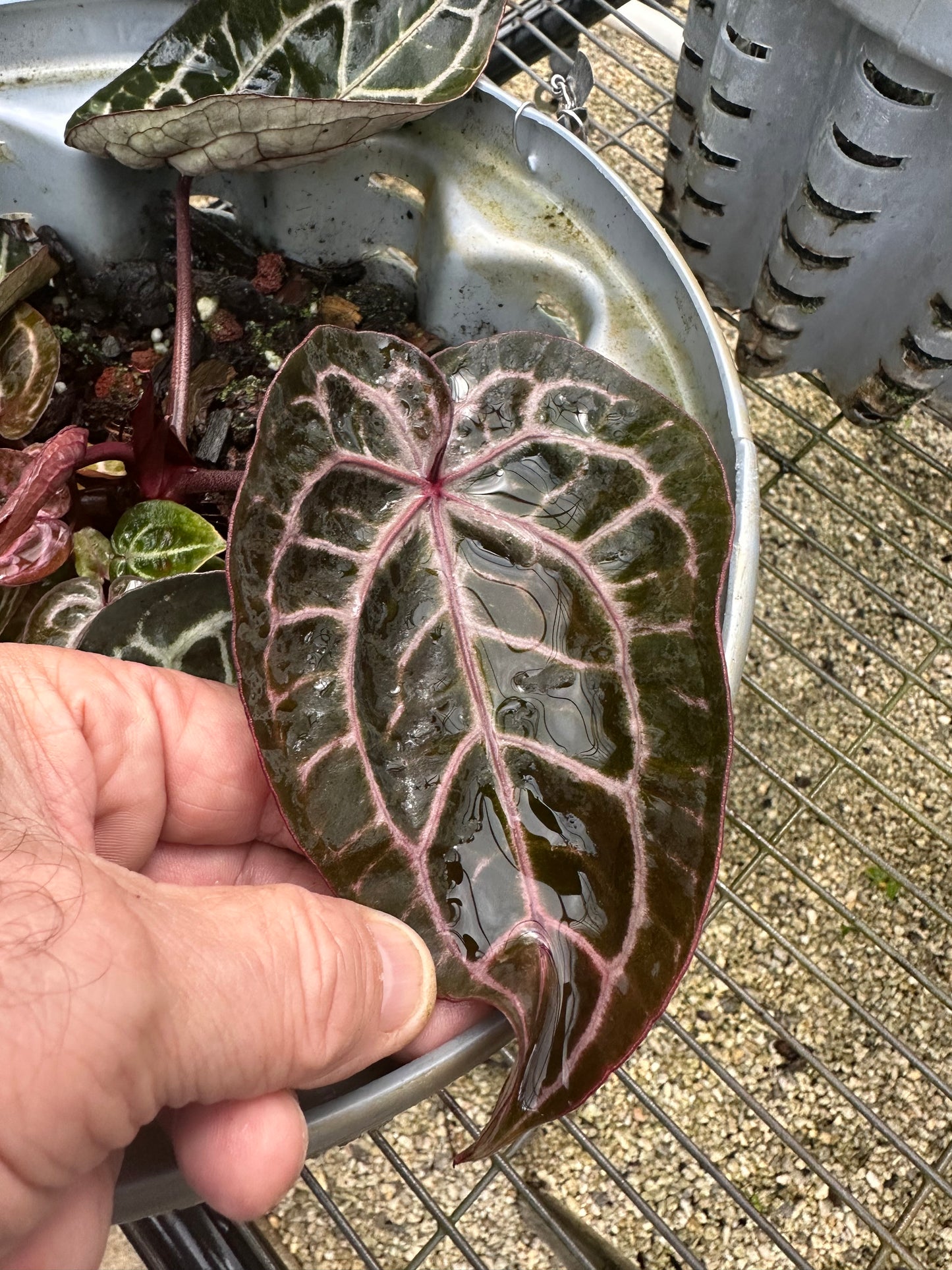 DocBlock Anthurium Dark & Handsome® '9' × Minerva® '20'