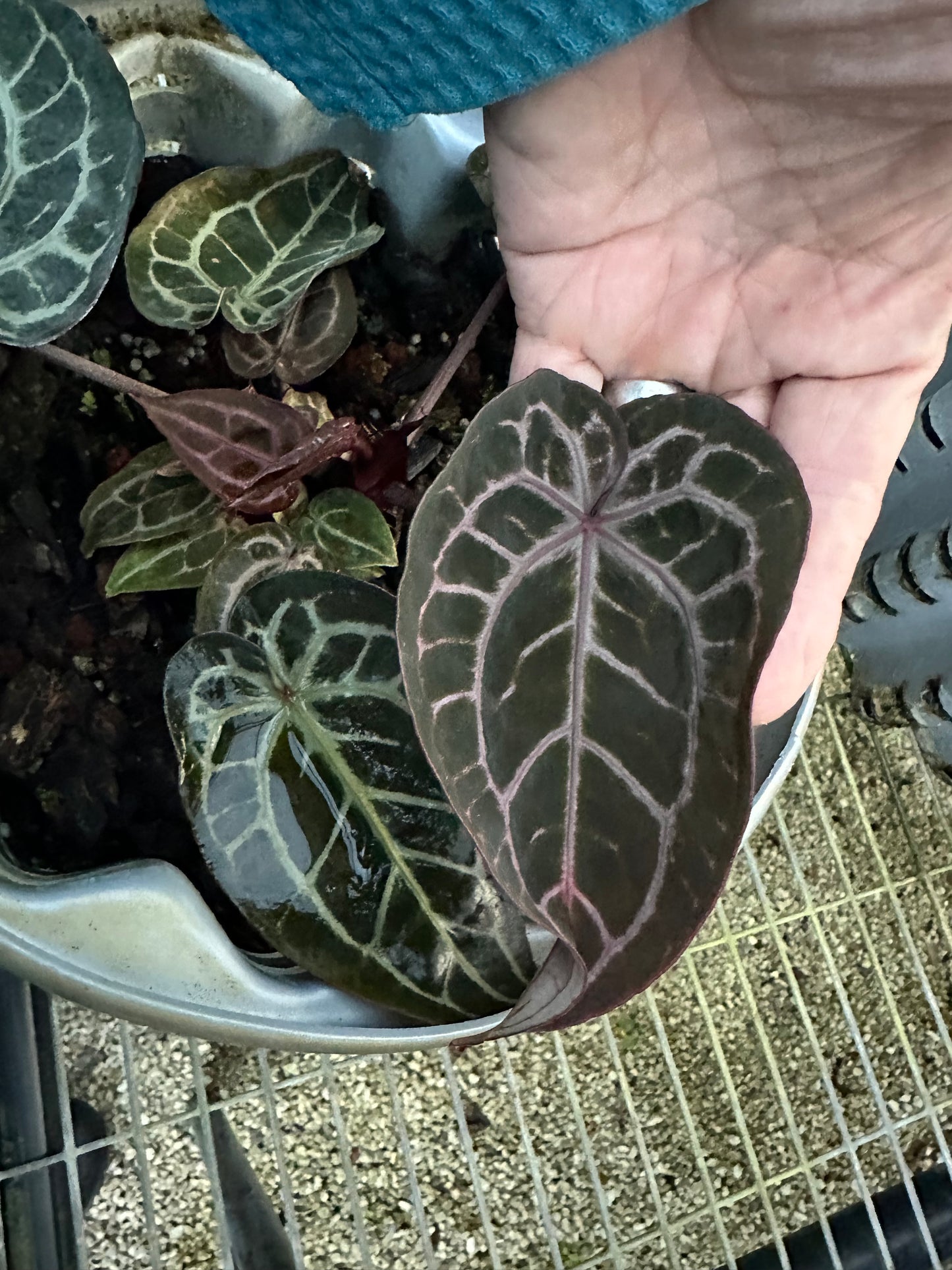 DocBlock Anthurium Michelle Long® '22' × Brown Derby® '39'