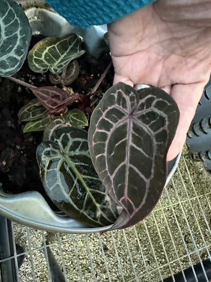 DocBlock Anthurium Minerva® '22' X Brown Derby® '39'