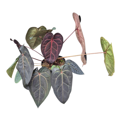 Live Sale Plant 322 DocBlock Anthurium Zara® '29' X Red Velvet Cake® '24' XL