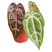 DocBlock Anthurium Minerva® '22' X Brown Derby® '39'
