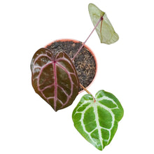 DocBlock Anthurium Minerva® '22' X Brown Derby® '39'