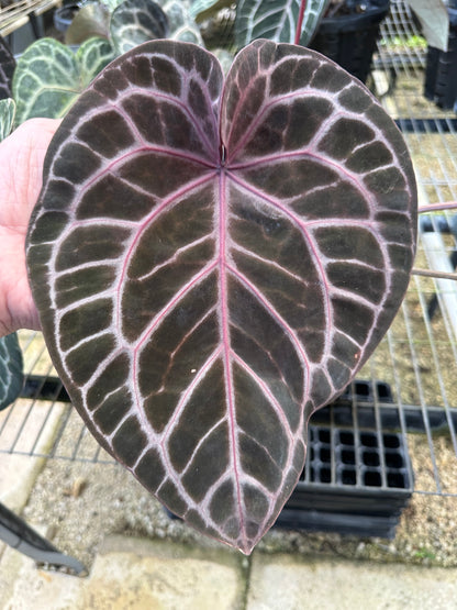 DocBlock Anthurium Michelle® Hot Pink '23 × Black Widow® '13'