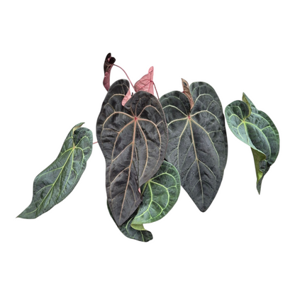 Live Sale Plant 323 DocBlock Anthurium Zara® '29' X Red Velvet Cake® '24' XL