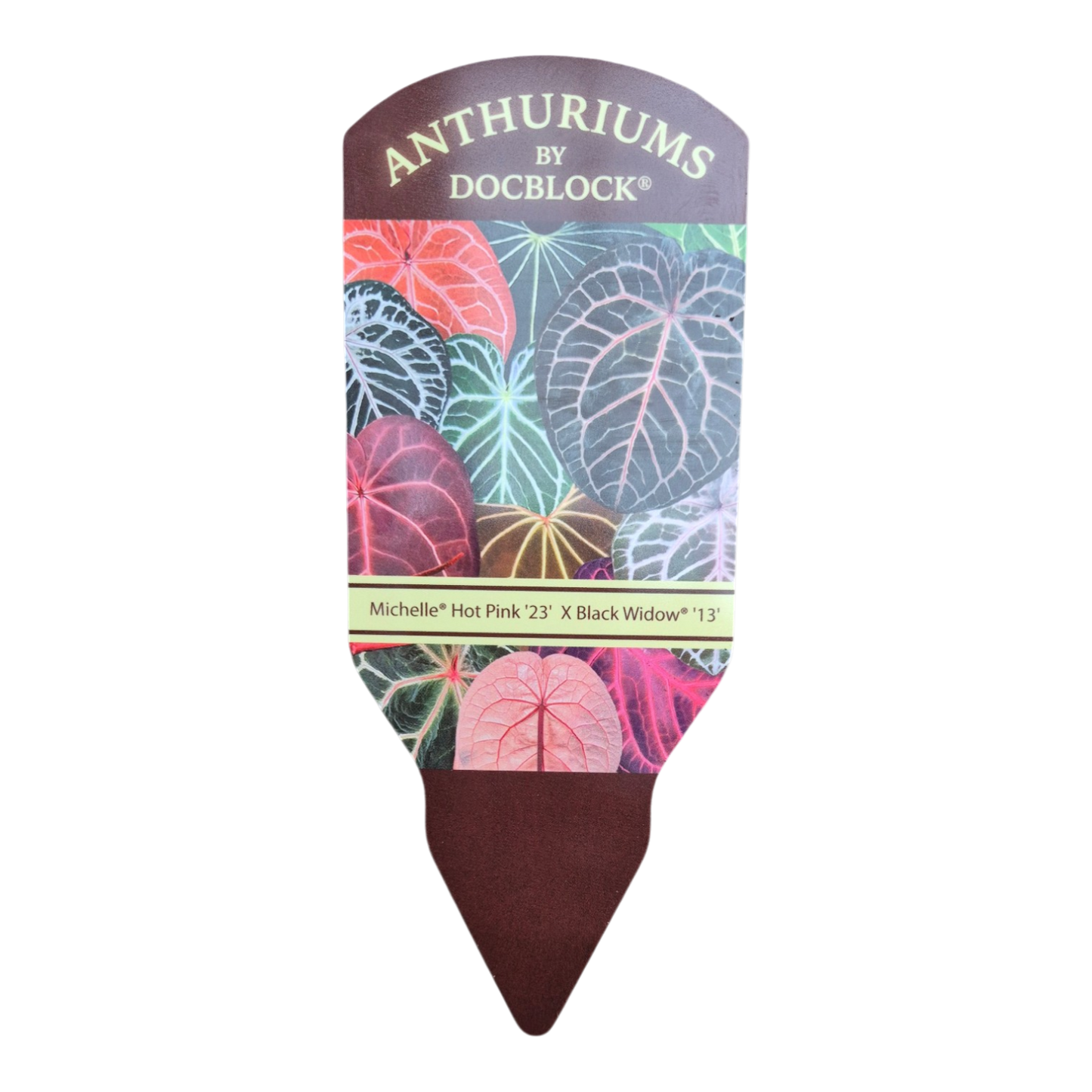 DocBlock Anthurium Michelle® Hot Pink '23 × Black Widow® '13'