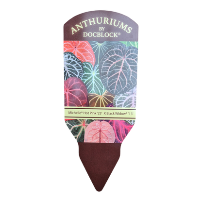 DocBlock Anthurium Michelle® Hot Pink '23 × Black Widow® '13'