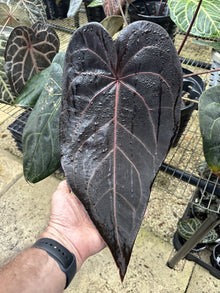 DocBlock Anthurium Michelle® Hot Pink '23' X Red Velvet Cake® '24'