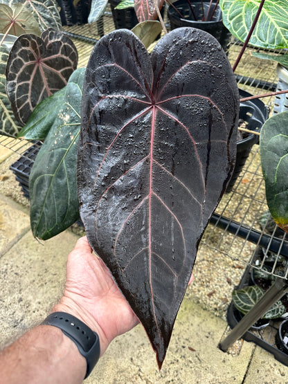 DocBlock Anthurium Darth Vader® '73' X Red Velvet Cake® '24'