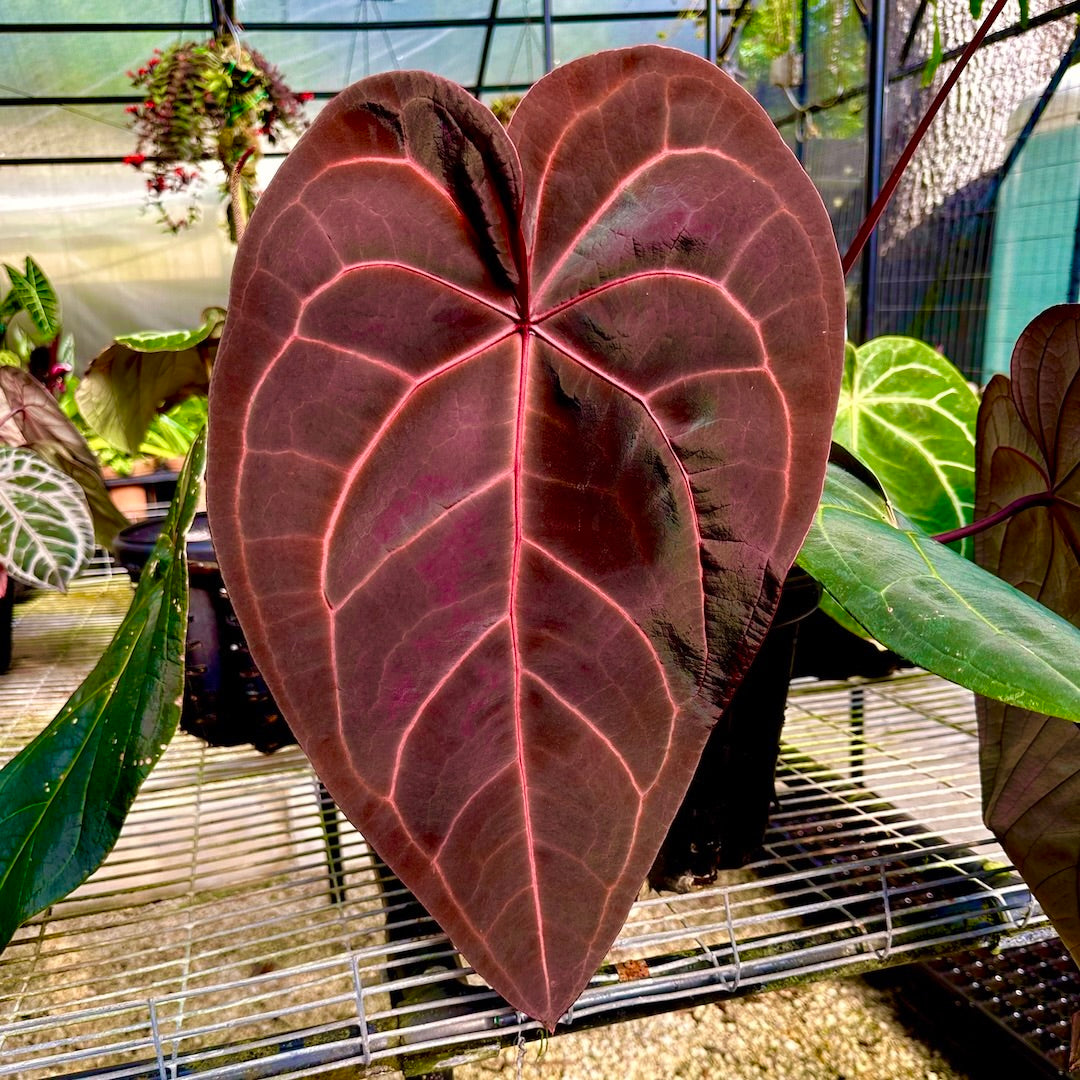 DocBlock Anthurium (Red Velvet Cake® '24' X Dark & Handsome® '9') X Black Widow® '43'