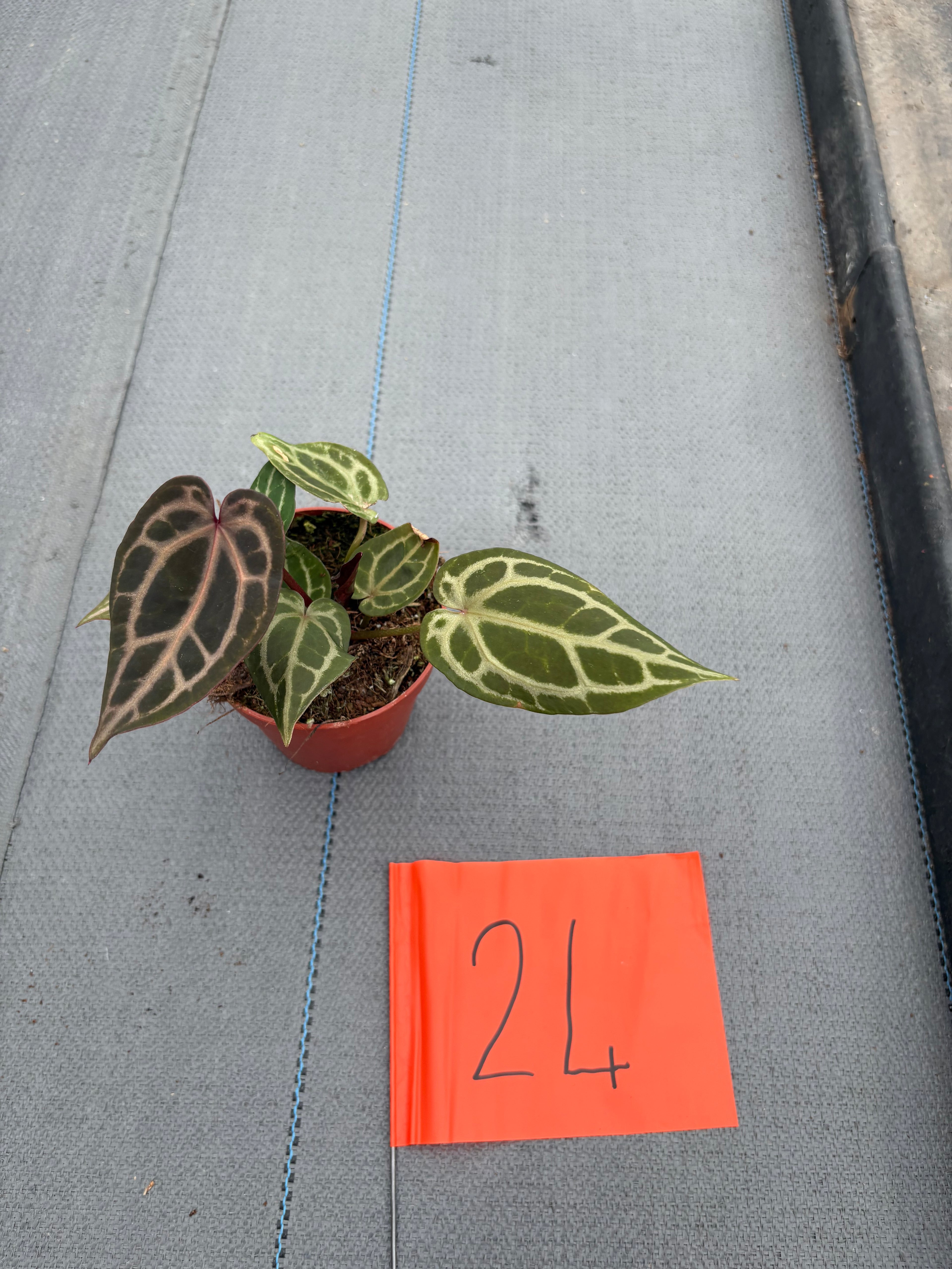Live sale plant 24