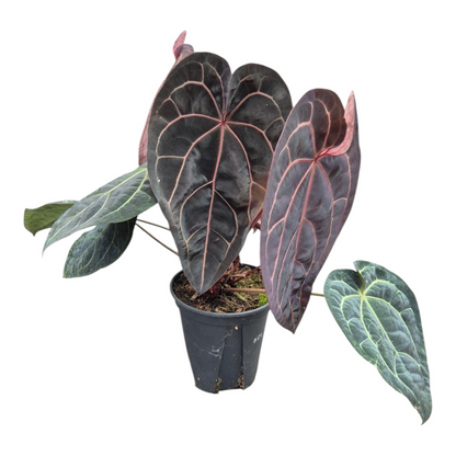 Live Sale Plant 324 DocBlock Anthurium Michelle® '11' X Red Velvet Cake® '24' XL