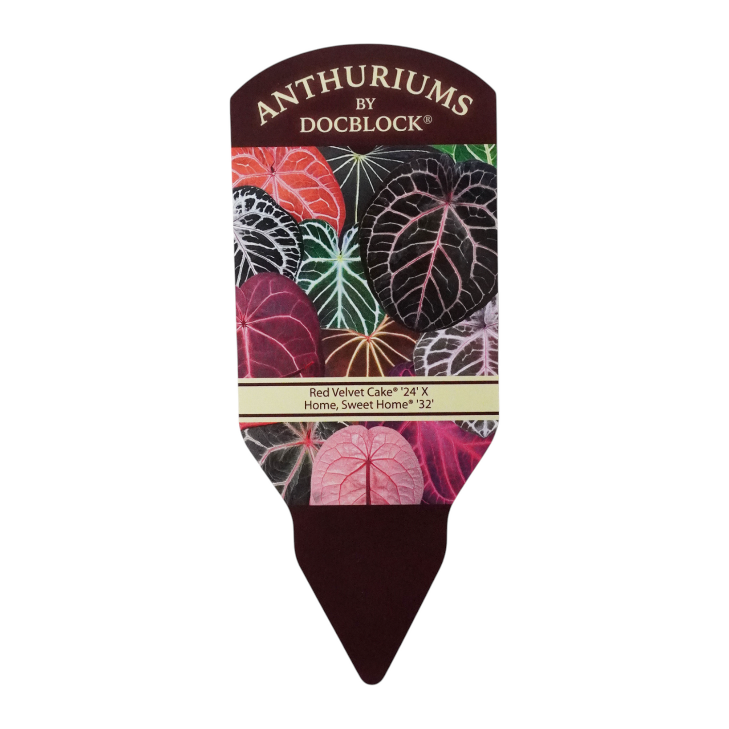 DocBlock Anthurium Red Velvet Cake® '24' X Home Sweet Home® '32'