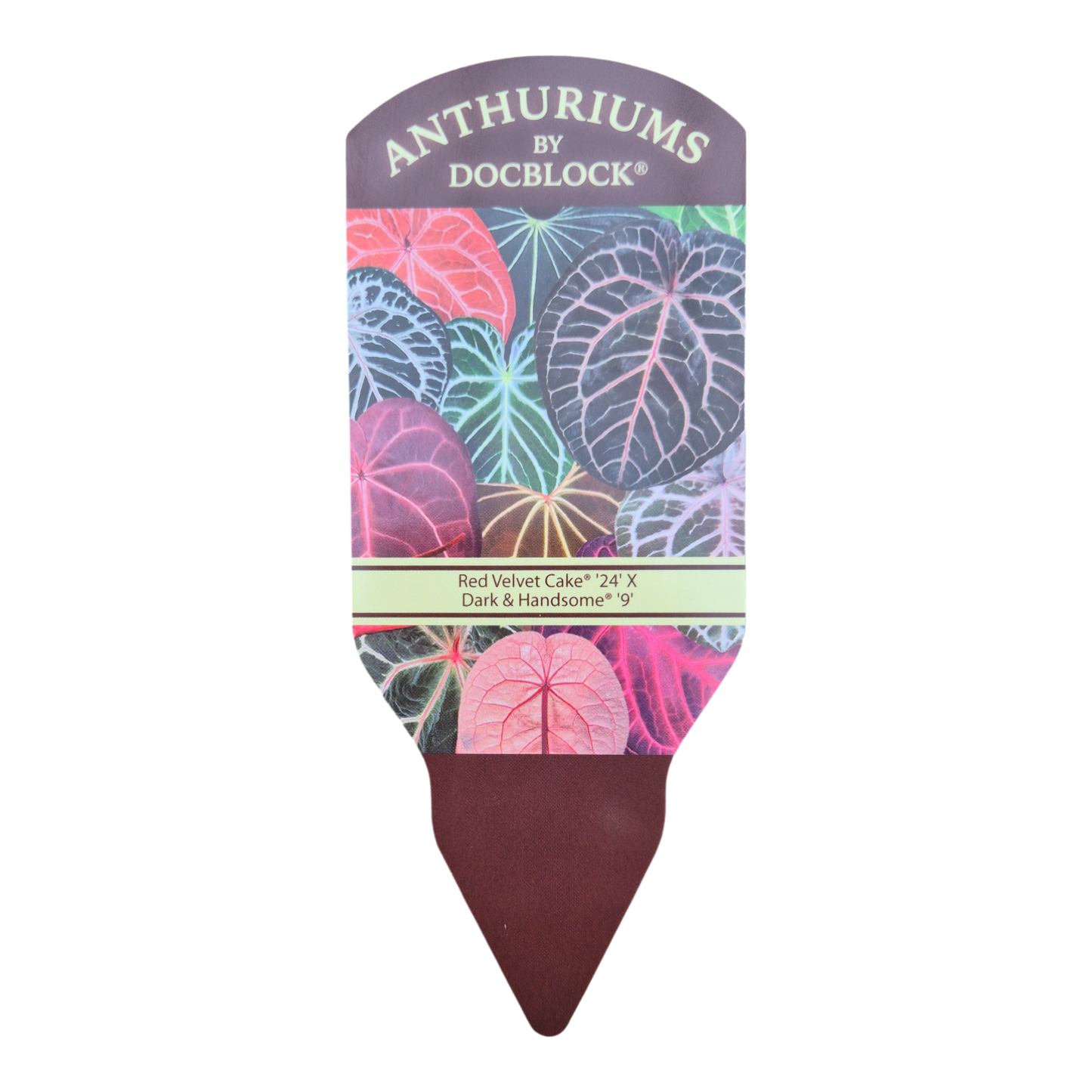 DocBlock Anthurium Red Velvet Cake® '24' X Dark & Handsome® '9'