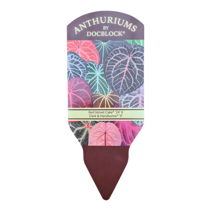 DocBlock Anthurium Red Velvet Cake® '24' X Dark & Handsome® '9'