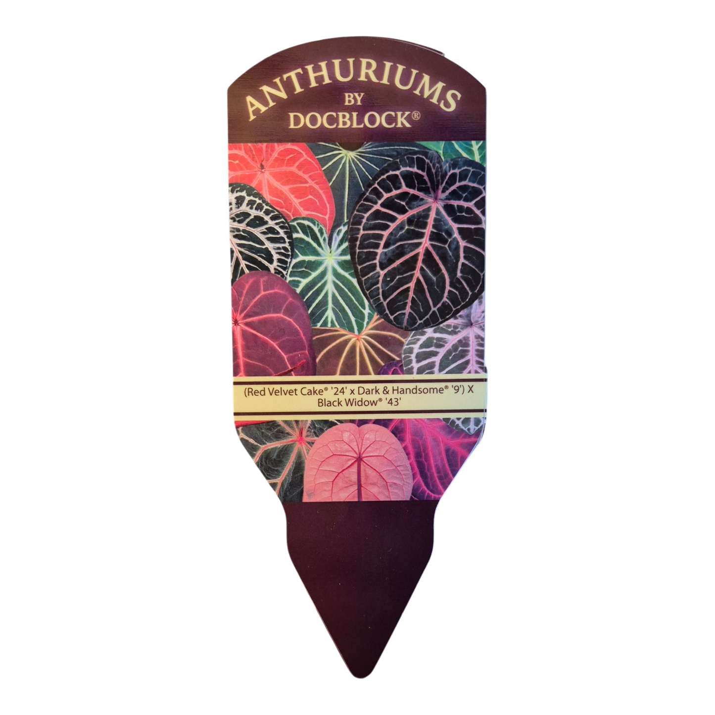 DocBlock Anthurium (Red Velvet Cake® '24' × Dark & Handsome® '9') × Black Widow® '43'