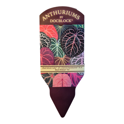 DocBlock Anthurium (Red Velvet Cake® '24' X Dark & Handsome® '9') X Black Widow® '43'