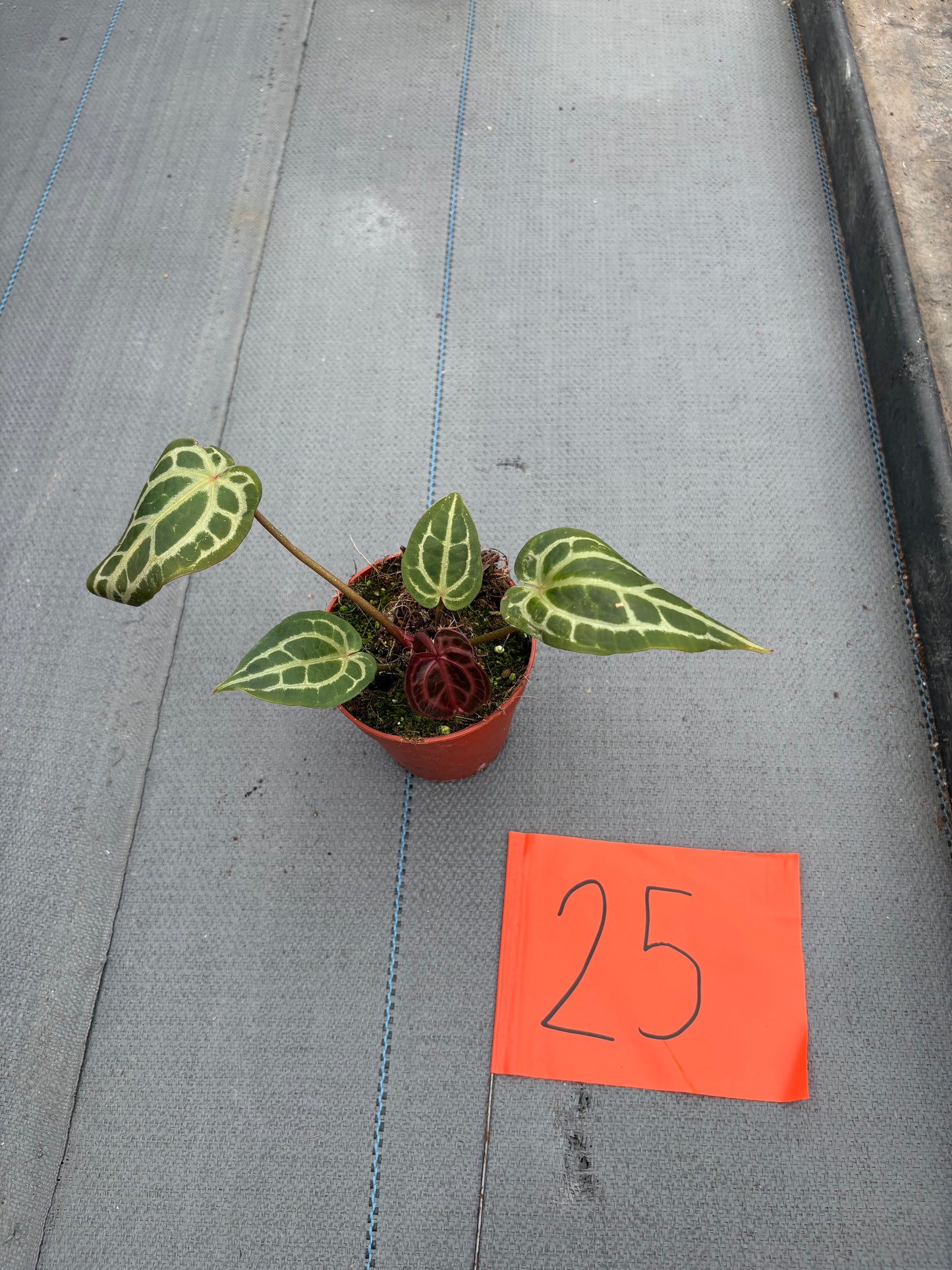 plante de vente vivante 25