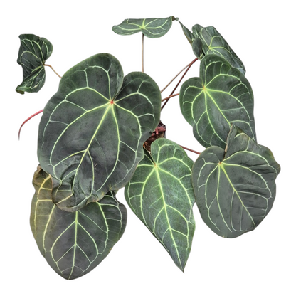 Live Sale Plant 325 DocBlock Anthurium Black Widow® '13' X Red Velvet Cake® '24' XL