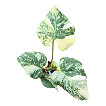 Monstera Thai Constellation Crème Brulee