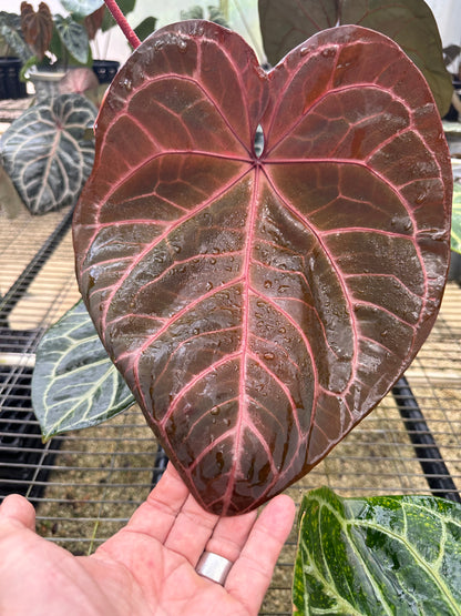 DocBlock Anthurium Orange® '26' X Crystal Red® '12'