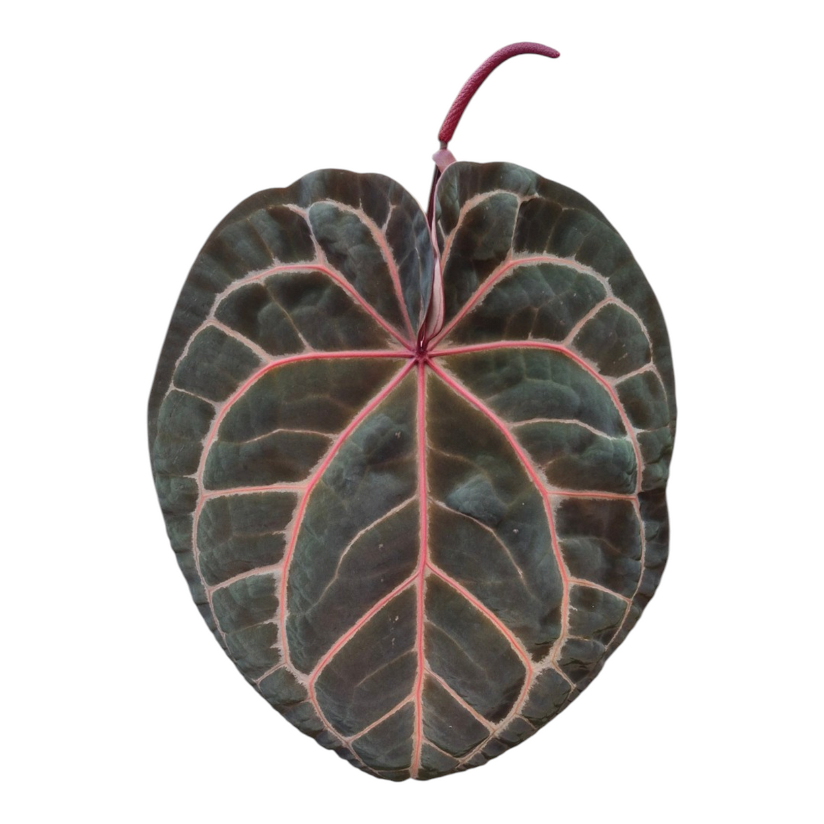 Live Sale Plant 226 DocBlock Anthurium Zara® '29' X Zara® '3'