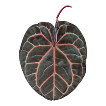 Live Sale Plant 226 DocBlock Anthurium Zara® '29' X Zara® '3'