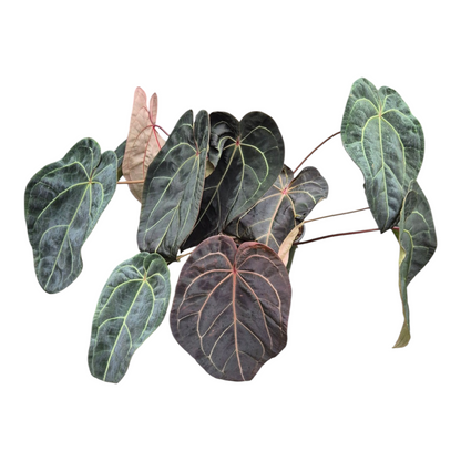Live Sale Plant 326 DocBlock Anthurium Black Widow® '13' X Red Velvet Cake® '24' XL