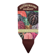 DocBlock Anthurium Orange® '26' X Michelle® '23' *3