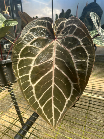 DocBlock Anthurium Purple Rain® '27' × Black Widow® '13'