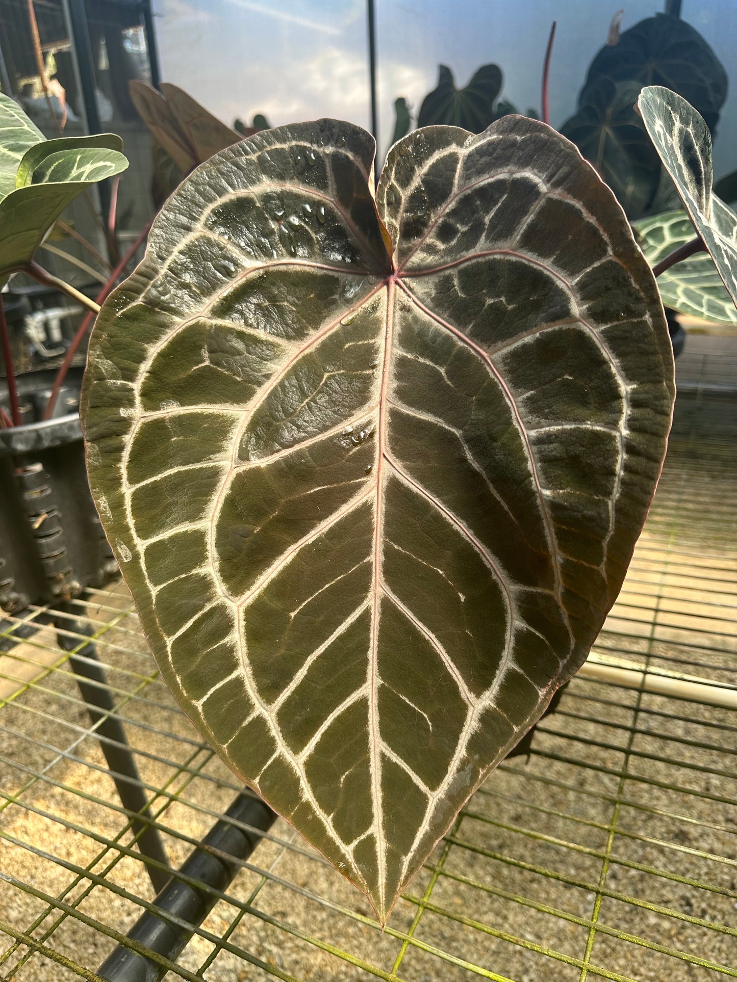 DocBlock Anthurium Purple Rain® '27' X Red Velvet Cake® '24'