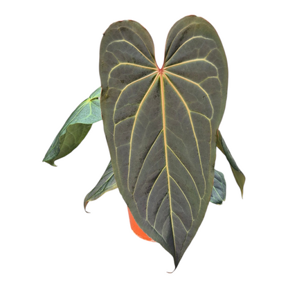 Live Sale Plant 327 DocBlock Anthurium Dark & Handsome® '9' X Black Widow® '13'